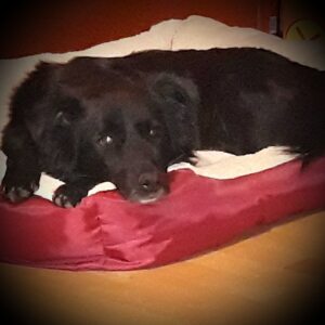 Profilbild von Alexandra Schossthler