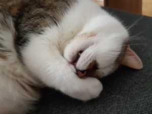 Profilbild von Claudia Ramskogler
